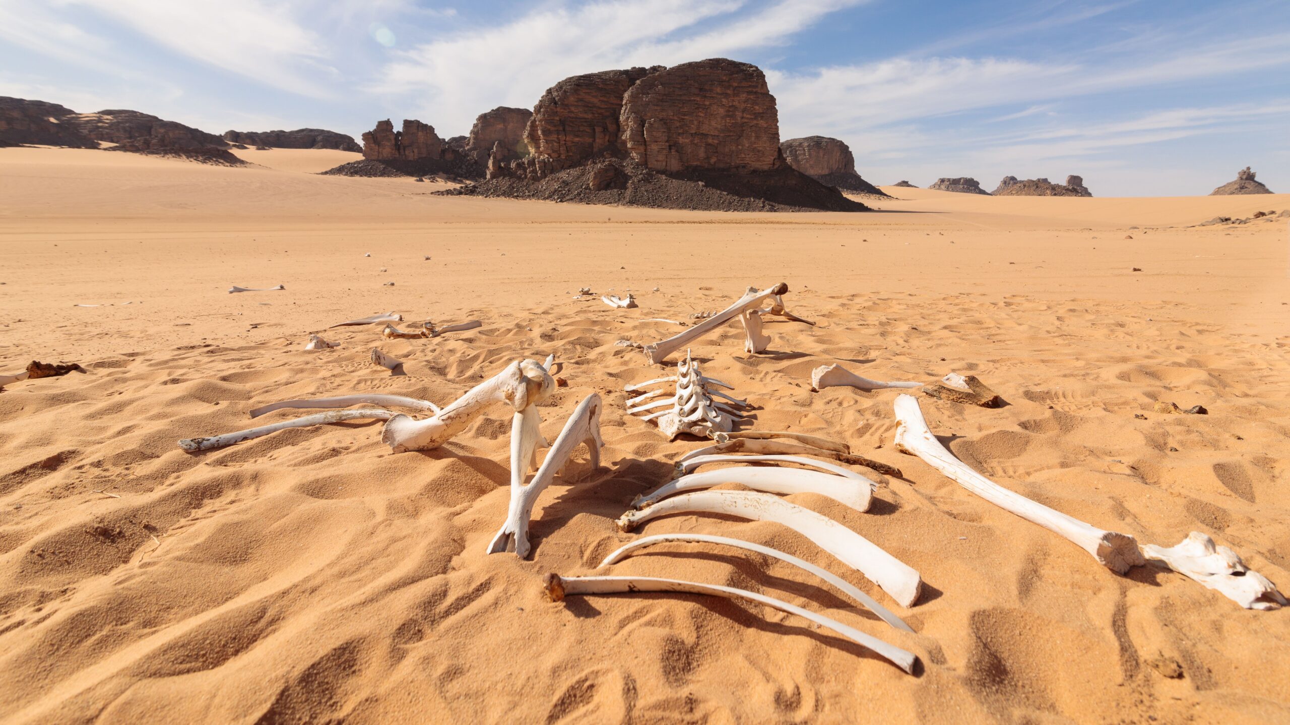 Sahara Desert Fossils