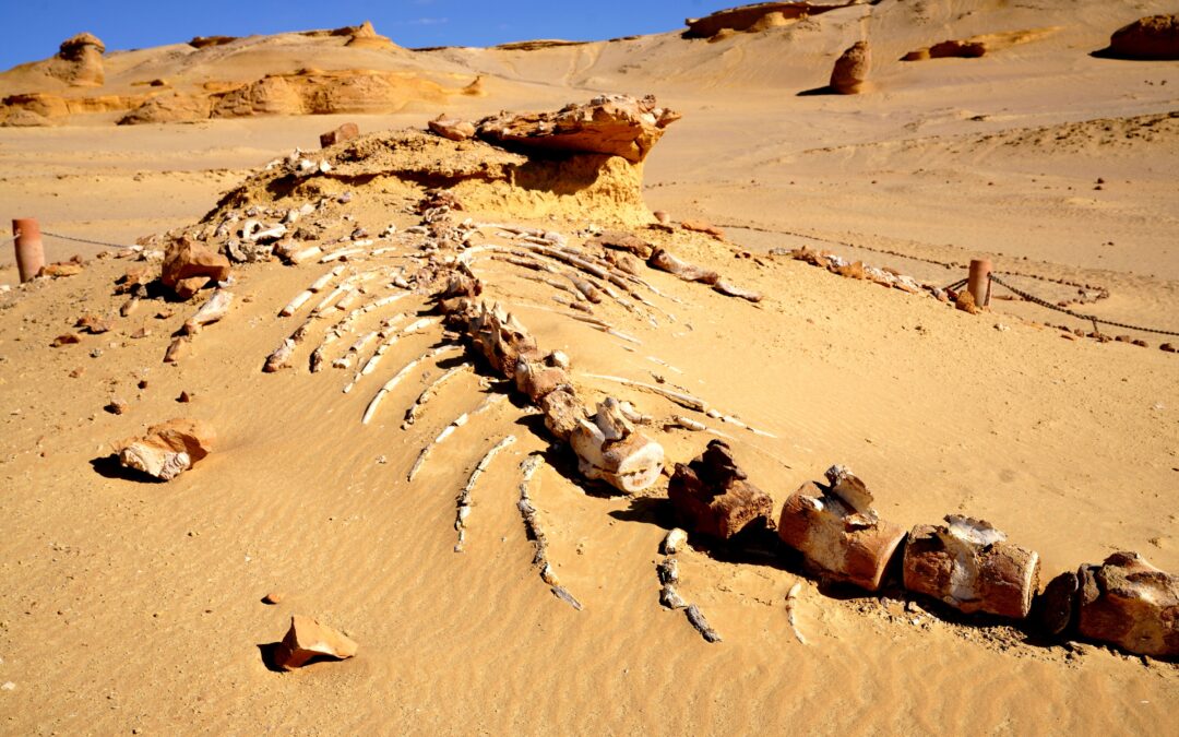 Sahara Desert Fossils: Where to Find Fossils in Morocco