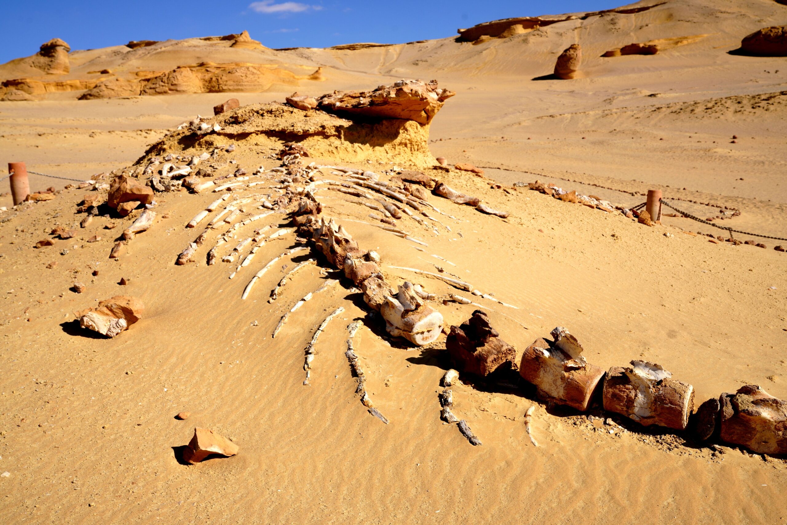 Sahara Desert Fossils